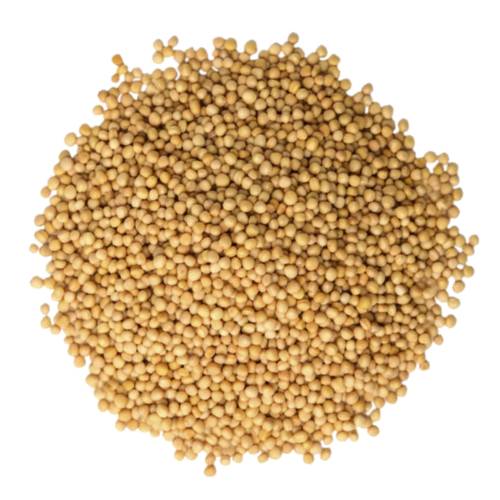 Mustard seeds are the small round seeds of various mustard plants and the seeds are usually about 1 to 2 millimetres in diameter and may be colored from yellowish white to black.