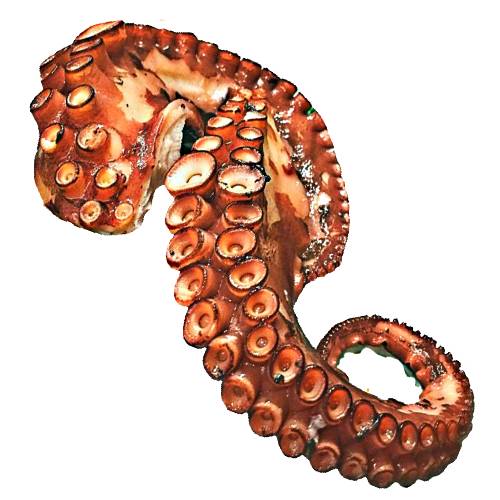 Octopus Cooked - Cooked Octopus is best marinated with an acid to break down the protein then cooked in many ways like char grilling.