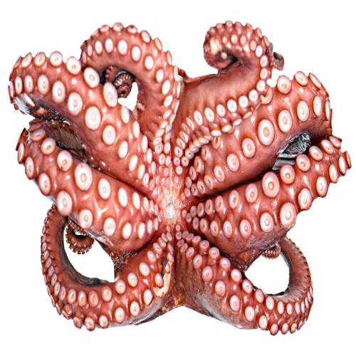 Octopus is a soft bodied eight limbed mollusc of the order Octopoda is grouped within the class Cephalopoda with squids cuttlefish and nautiloids.