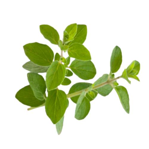 Oregano - Oregano herb is a flowering plant in the mint family. It is native to temperate Western and Southwestern Eurasia and the Mediterranean region.
