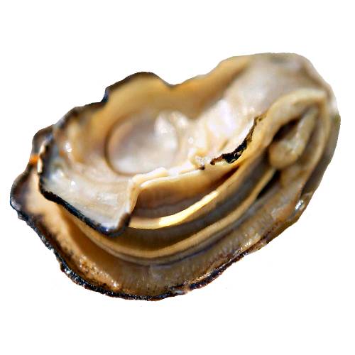 Cooked Oyster by lighly poaching in a seafood herb and white wine stock.