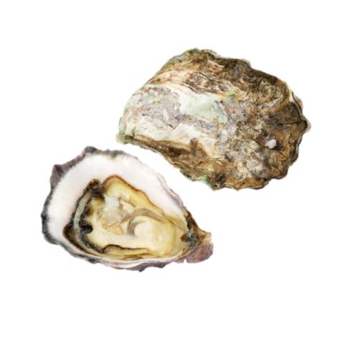 Oyster - Oyster is the common name for a number of different families of salt water bivalve molluscs.
