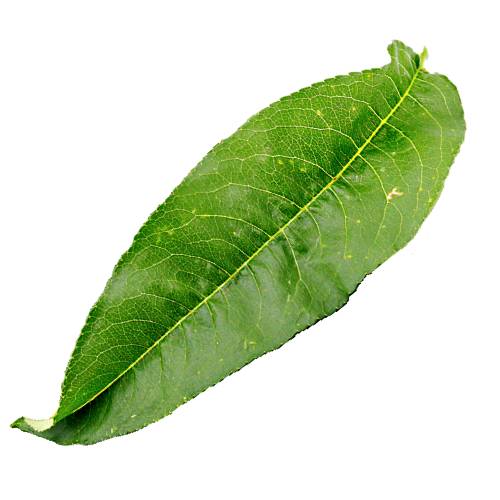Peach Leaves come from are peach tree and the young sweet leaves are used in cocktails.
