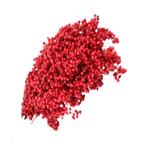 Pepperberry or lanceolata commonly known as Tasmanian pepperberry mountain pepper or Cornish pepper leaf is a shrub native to woodlands and cool temperate rainforest.