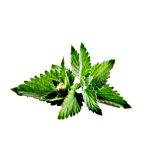 Peppermint - Peppermint herb is a hybrid mint a cross between watermint and spearmint.