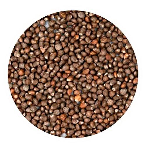 Perilla Seeds - Perilla Seeds known as zisu Silam deulkkae egoma is a species of Perilla in the mint family Lamiaceae.
