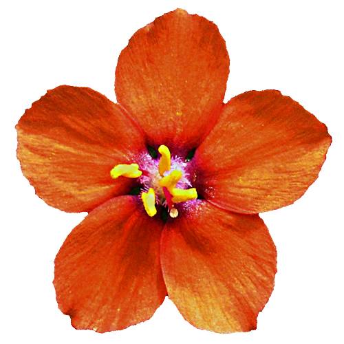 Anagallis also called Pimpernel Flower and its opening and closing of the flowers in response to environmental conditions and will produce flowers of various colors.