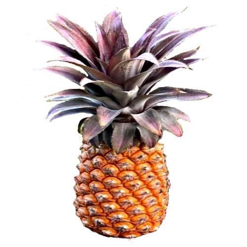 Pineapple Antigua Black - Antigua Black Pineapple and it has a greenish white exterior and red striped leaves and low acidity and high sugar levels.