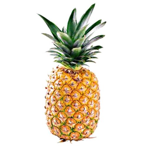 Champaka Pineapple also called Ornamental Pineapple is a mini pineapple and have green sword like spiny leaves with reddish spots.