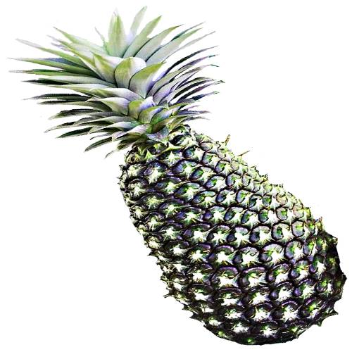 Giant Kew Pineapple is a large pineapple produces a huge fruit with a coppery yellow to yellow outer rind when ripe and has broad and flat eyes and sweet flesh when ripe and pale yellow color flesh