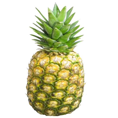 MacGregor Pineapple has an incredibly firm flesh with a more robust aroma than most other pineapple varieties.