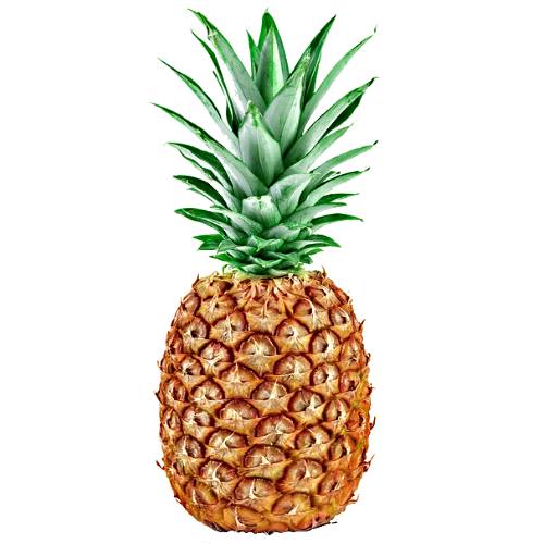 Pineapple MacIntosh - MacIntosh Pineapple is a reddish green skin and sweet taste and this variety is firmer than other pineapples.
