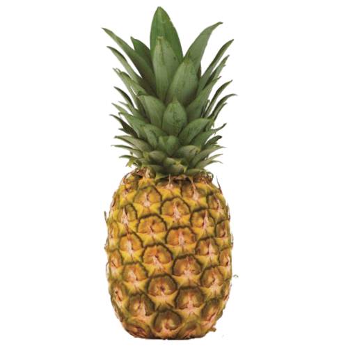Pineapple Montufar - Montufar Pineapple are conically shaped which are green and yellowish outside and yellow inside and the leaves are small to medium sized having large spikes at the border.