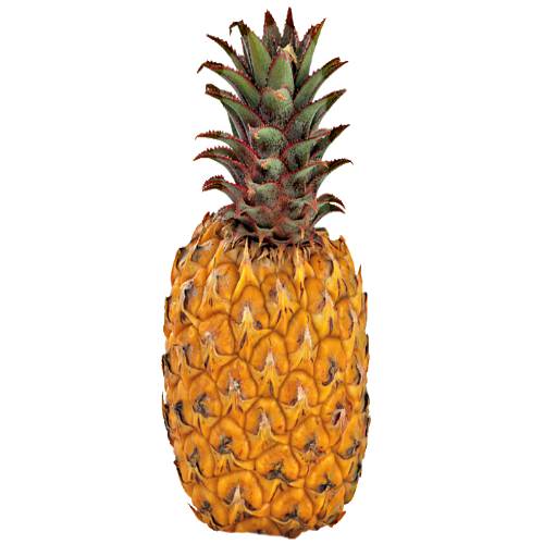 Natal Queen Pineapple is arguably the sweetest pineapple that you can eat raw and native to Australia and is also grown in Malaya and South Africa.