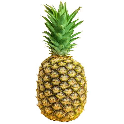 Panare Pineapple is named after the tribe who grew it and is a medium sized fruit having spiny and long leaves with orange colored having deep yellow flesh.