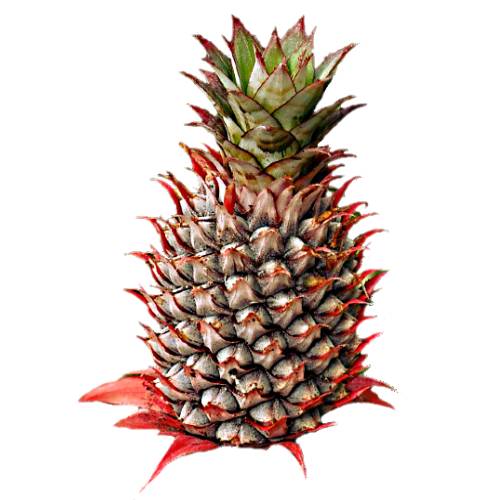 Spanish Red Pineapple have orange red skin and is sweet and tangy flavor as well as its characteristic red color and high in fiber.