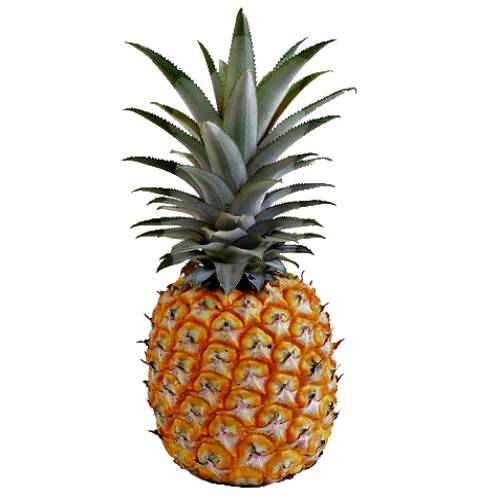 St Michael Pineapple has its origins in the Azores and it has a perfect acid to sugar and warm orange color.