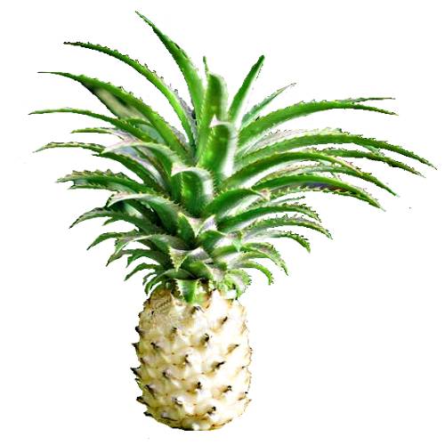 White Kauai Pineapple has a light and white skin and sweet white flesh.