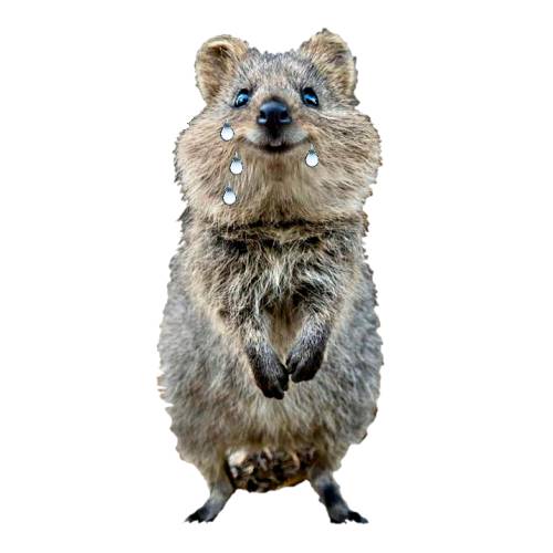 Quokka Tears - Quokka tears is a clear liquid secreted by the eyes of a west australian non binary or genderqueer Quokka.
