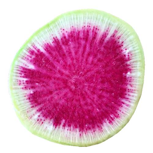 Radish Watermelon - Watermelon radish had a light green outside and bright pink to redish inside.