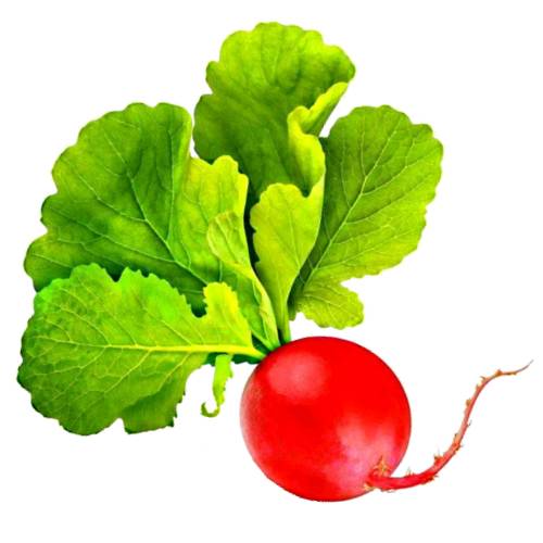 Radish - Radish is a root vegetable and owe their sharp flavor to the various chemical compounds produced by the plants including glucosinolate myrosinase and isothiocyanate.