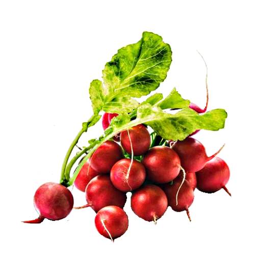 Radishes - Radishes are grown and consumed throughout the world being mostly eaten raw as a crunchy salad vegetable with a pungent flavor.