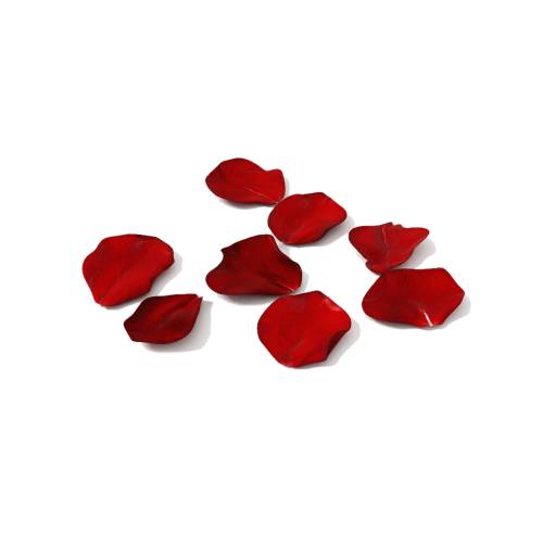 Rose Petal - A rose is a woody perennial flowering plant of the genus Rosa.