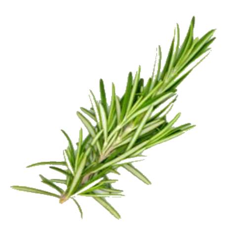 Rosemary - Rosmarinus officinalis commonly known as rosemary is a woody perennial herb with fragrant evergreen needle like leaves and white pink purple or blue flowers native to the Mediterranean region.