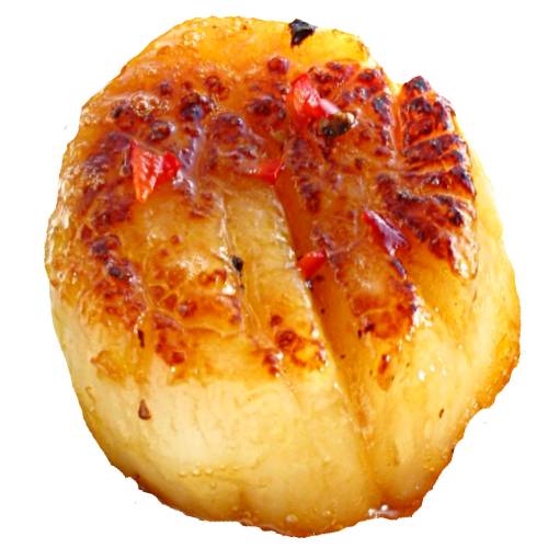 Cooked Scallop is a adductor muscle just cook through and can be fried or charred or poached and many other ways.