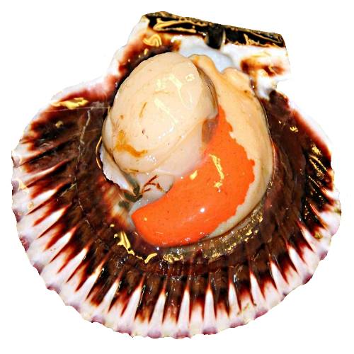 Scallop is a shelled with have a single central larger adductor muscle.