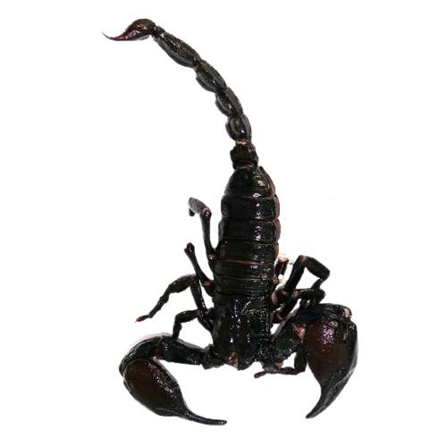 Scorpion - Scorpions have eight legs and are easily recognized by a pair of grasping pincers and a narrow segmented tail with a stinger.