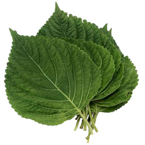 Sesame Leaves - Sesame Leaves are leaves from Sesamum indicum and are bread to be eaten like letuce.