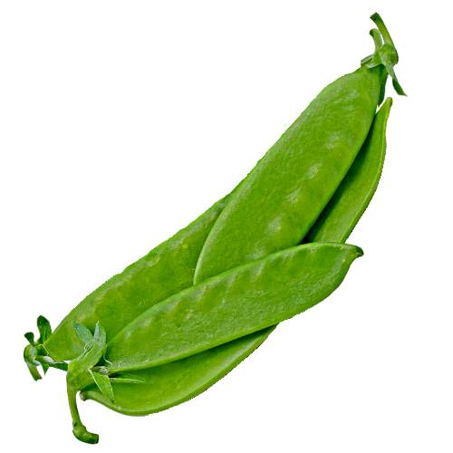 Snow Pea - Snow Pea is an edible pod pea with flat pods and thin pod walls and is eaten whole with both the seeds and the pod.