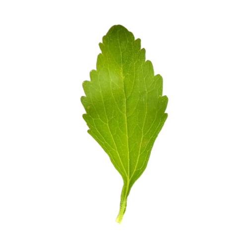 Stevia Leaf Cocktail Ingredient AdultBar