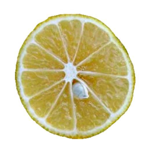 Sunquat also known as lemonquat or lemondrop is a variety of citrus fruit having an edible rind.