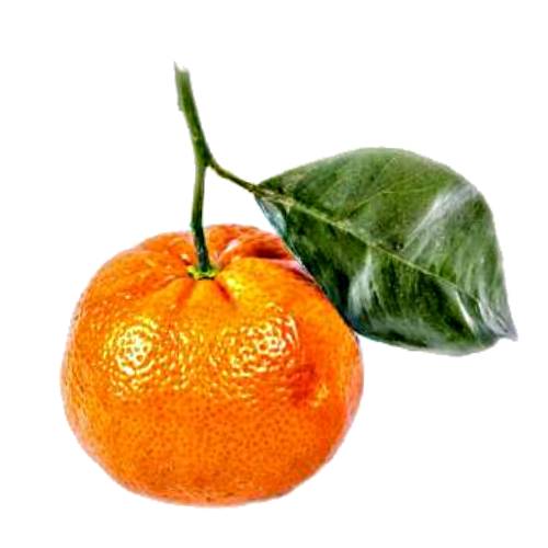Tangerine - The tangerine is a group of orange-colored citrus fruit consisting of hybrids of mandarin orange.