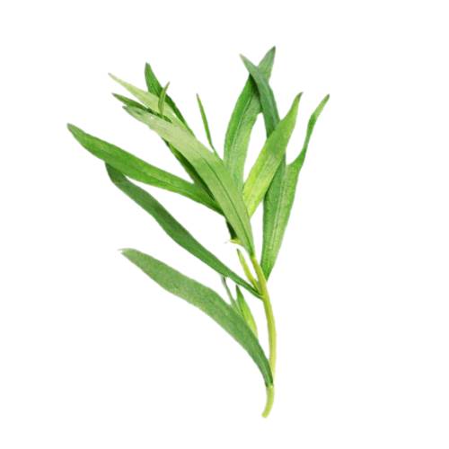 Tarragon - Tarragon also known as estragon is a species of perennial herb in the sunflower family. It is widespread in the wild across much of Eurasia and North America and is cultivated for culinary and medicinal purposes.