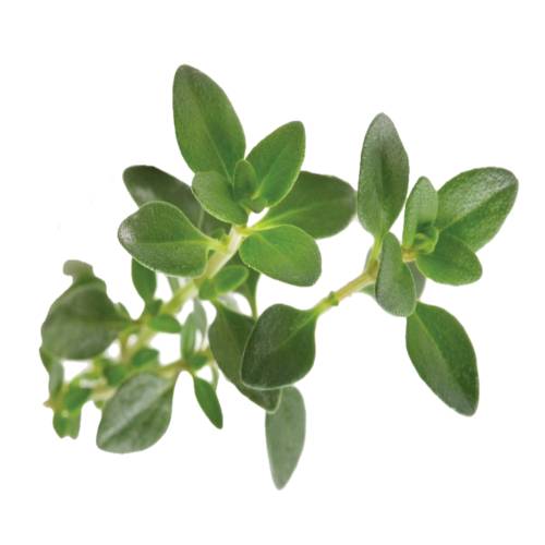 Thyme - Thyme is of the genus Thymus of aromatic perennial evergreen herbs in the family of Lamiaceae. Thymes are relatives of the oregano genus Origanum. They have culinary medicinal and ornamental uses the species most commonly cultivated and used for culinary purposes being Thymus vulgaris.