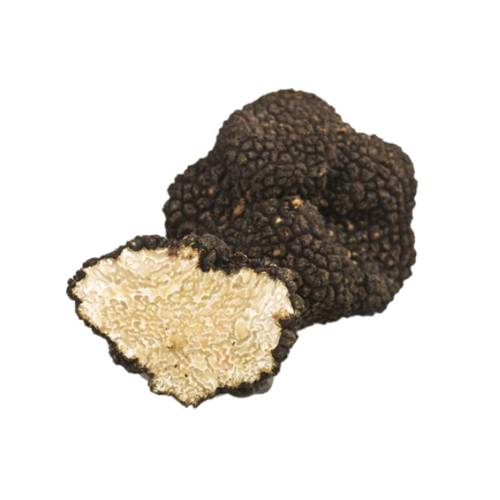 White truffle tuber many other genera of fungi are classified as truffles.