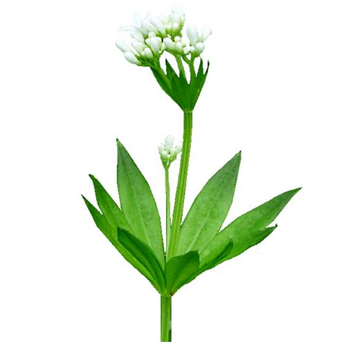 Waldmeister - Waldmeister or Galium odoratum the sweet woodruff or sweetscented bedstraw is a flowering perennial plant in the family Rubiaceae native to much of Europe.