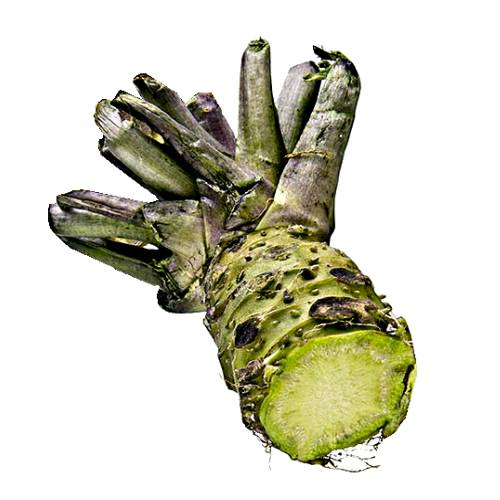 Wasabi - Wasabi or Japanese horseradish is a plant of the Brassicaceae family which also includes horseradish and mustard in other genera.