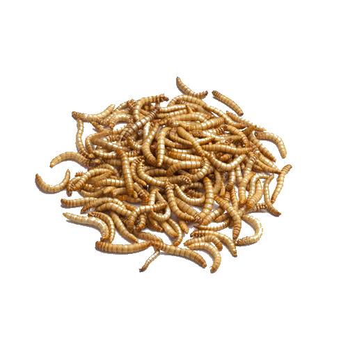 Tasty plump eatable worm.