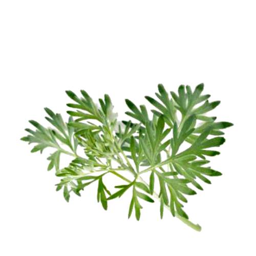 Wormwood - Artemisia absinthium is a species of Artemisia native to temperate regions of Eurasia and Northern Africa. It is grown as an ornamental plant and is used as an ingredient in the spirit absinthe as well as some other alcoholic beverages.