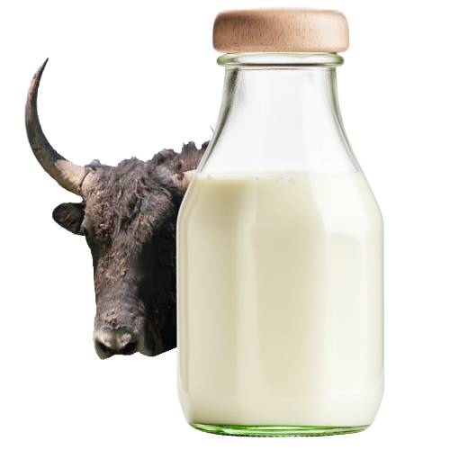 Yak Milk - Yak milk is a creamy high protein and rich flavor milkfat making it approximately twice as rich as cows milk and is often processed into cheese called chhurpi.