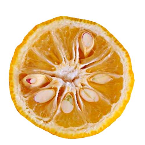 Yuzuquat is a hybrid between a yuzu citrus and kumquat citrus with a pungent sweet smell.